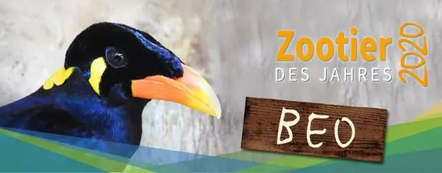 Партнеры на всю жизнь? Для некоторых птиц лучше черт вас знает: обыкновенные крачки остаются с одним и тем же партнером на всю жизнь, даже если у них плохой успех в размножении