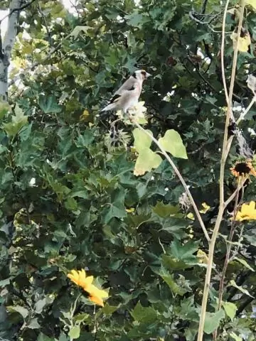 Биолог раскрывает важную роль городов в сохранении исчезающих видов: Гонконг является домом для находящегося под угрозой исчезновения желтохохлого какаду