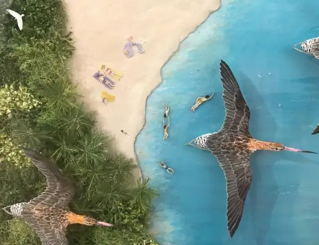 Таяние арктического морского льда влияет на миграцию белух