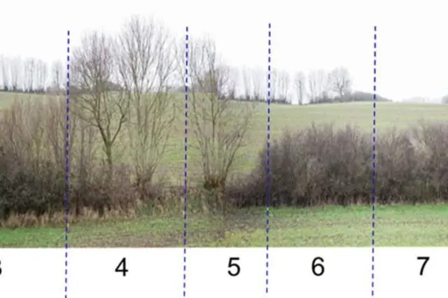 Измерение деревьев со скоростью звука: неинвазивная звуковая технология измеряет гниение древесины живых тропических деревьев