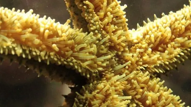 Исследование изучает влияние закисления океана на морского окуня, ключевую базу морской добычи в Калифорнии