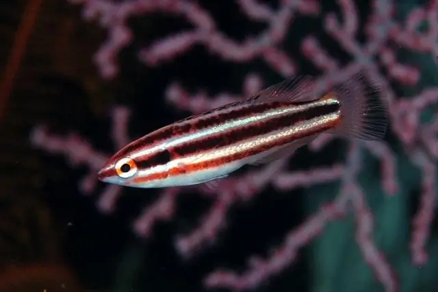 Зоопланктон может быстро развить толерантность к дорожной соли