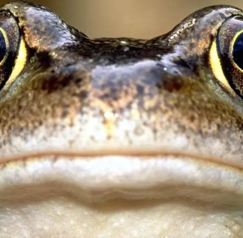 Разнообразие видов снижает вероятность неурожая в водорослевых биотопливных системах