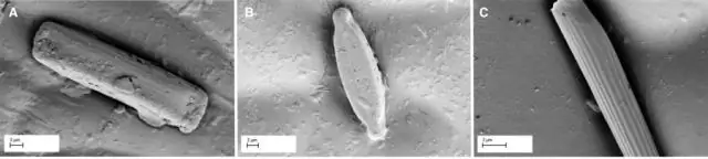 Обнаружен уникальный микробный фотосинтез: находка может быть использована для переработки отходов, получения энергии