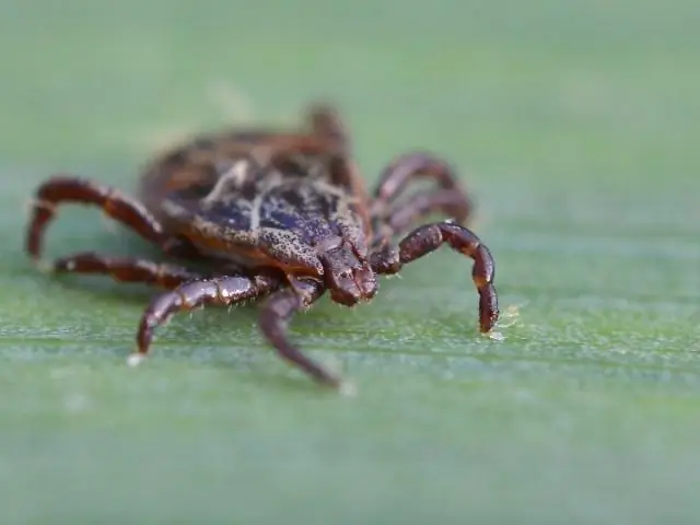 Обнаружено два вида комаров-переносчиков вируса, девять новых за десятилетие