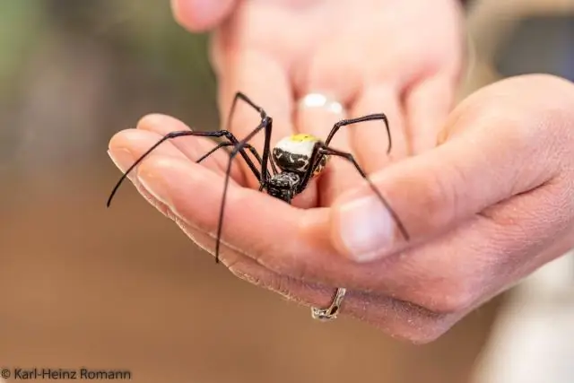 Теперь возможно прядение паучьего шелка