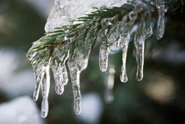 Недавно обнаруженные группы фитопланктона, по-видимому, предпочитают более теплые океаны
