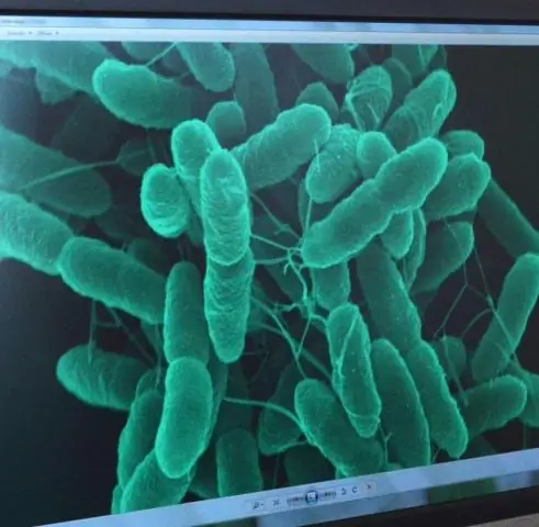 Важный биохимический серин, производимый E.coli в больших масштабах