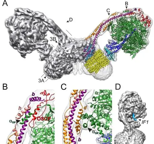 «Чудо-микробы» проливают свет на то, как клетки стали сложными