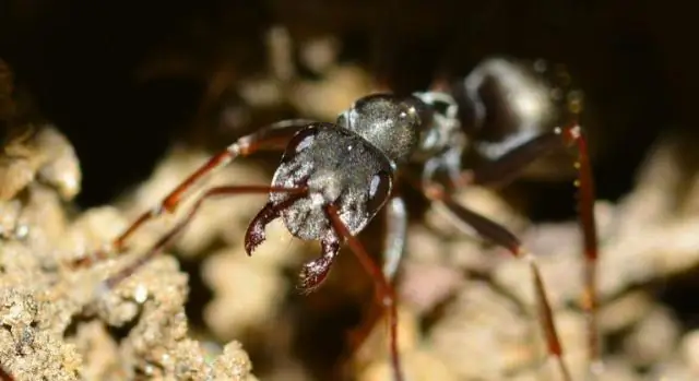 Муравьям нужен баланс между работой и личной жизнью, показывают исследования