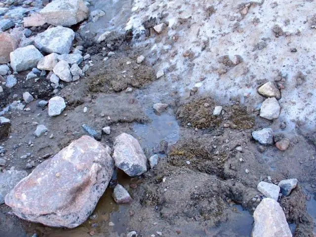 Мастера выживания в Антарктике: исследователи изучают способы выживания мхов в неблагоприятных условиях