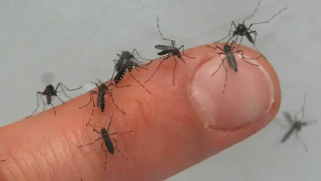 Исследователи создали комаров, устойчивых к вирусу денге: повышение естественной способности комаров бороться с болезнями может уменьшить распространение инфекции