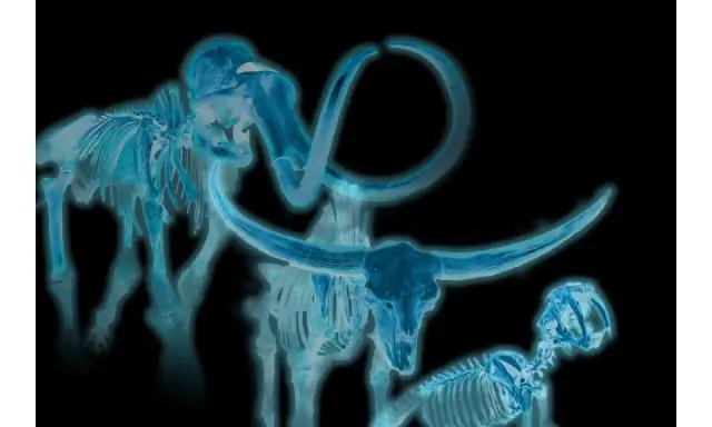 «Экипаж скелетов» ледникового периода предлагает информацию о вымирающих видах на сегодняшний день’s