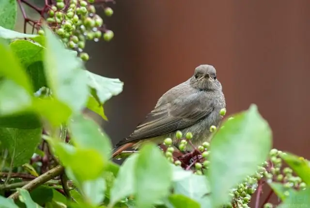 Картографирование перемещений чужеродных видов птиц