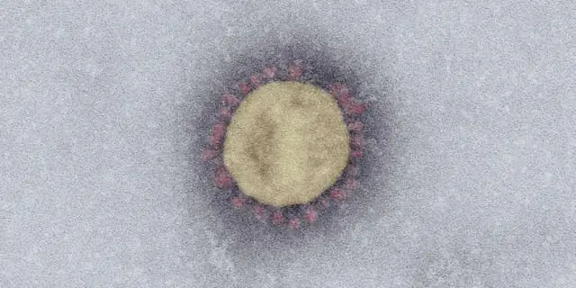 Биологи выяснили, как вирусы захватывают механизмы клетки