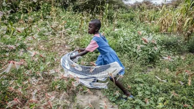 Новый вредитель угрожает урожаю в Западной Африке