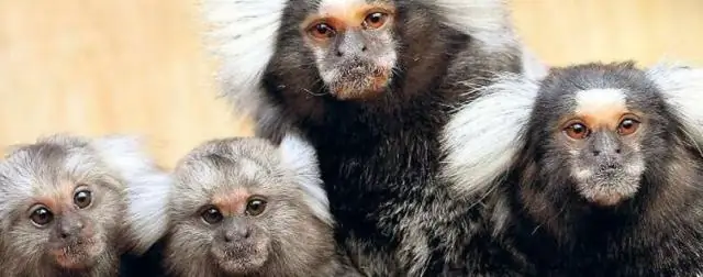 «Детский лепет» у мартышек-мартышек