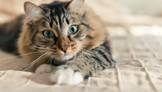 Исследование отслеживает «память» влажности почвы: данные за первый год со спутника SMAP дают новые сведения о погоде, сельском хозяйстве и климате