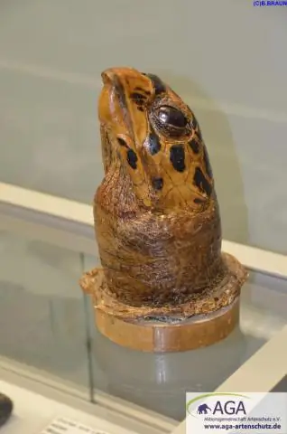 Признаки надежды для находящихся под угрозой исчезновения морских черепах