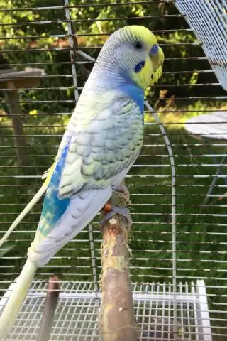 Рыбы одного поля сбиваются в стаи, чтобы сбить с толку потенциальных хищников