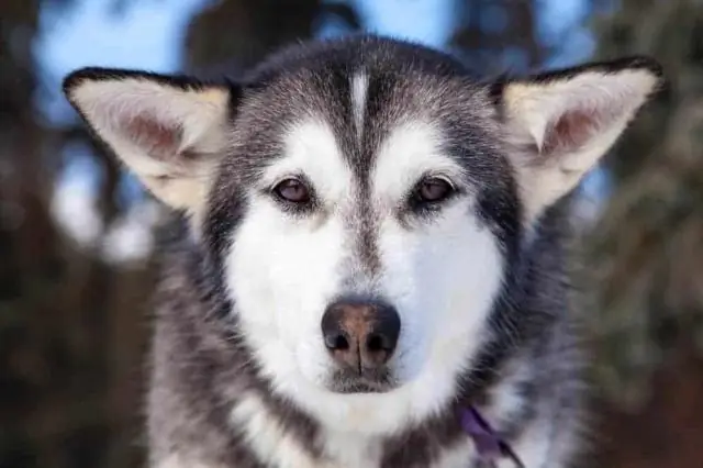 Swamphens сигнализируют о доминировании мясистыми лицами
