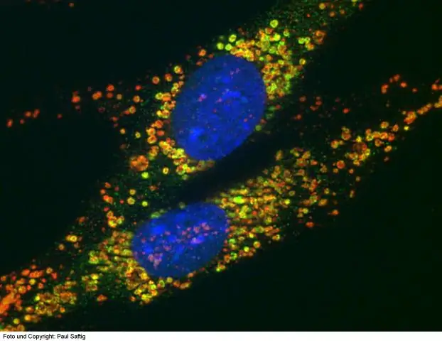 Исследователи обнаружили обход азота в теплицах: открытие может предложить фермерам способ сократить вредные выбросы из удобренной почвы