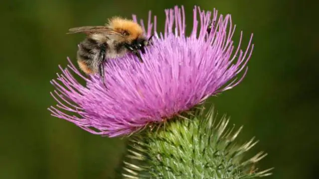 Насекомые тоже мигрируют, как показывают исследования