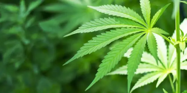 Новые данные о том, как растения управляют иммунным ответом