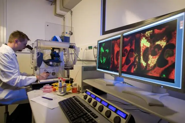 Сохраняемая роль белка ovo в развитии репродуктивных клеток у мышей и плодовых мушек