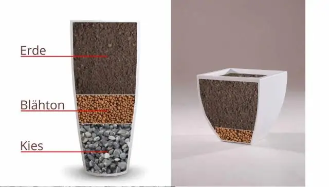 Двухступенчатая поляризация клеток в зиготах водорослей