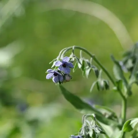 Как люди выбирают, какие растения использовать? От медицины к ритуалам