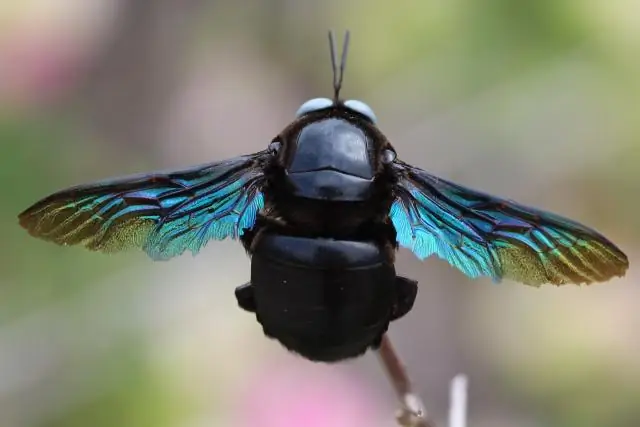 Осы, муравьи и Ани ДиФранко: аспирантка назвала виды ос, питающихся муравьями, в честь музыканта Ани ДиФранко
