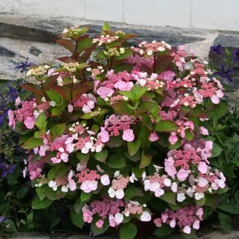 Деревья увеличивают доход сельских фермеров в Африке