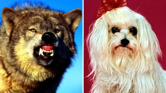 Биологи определили репродуктивного «гаишника»: белок определяет скорость, с которой хромосомы объединяются в пары и делят ДНК