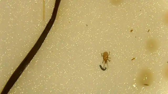 Изменение климата повлияло на естественный отбор - большая повязка на лбу больше не является победителем