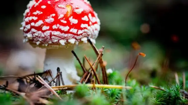 Секвенирование ядовитых грибов для потенциального создания лекарства