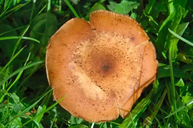 Первое в своем роде видео, на котором живая стилодактилидная креветка питается фильтром на глубине 4826 м