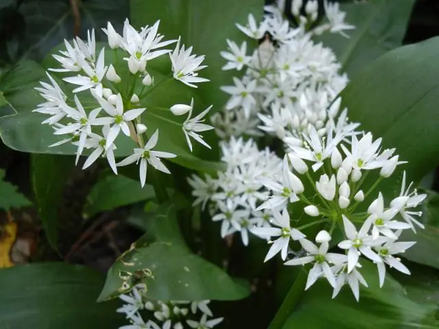 Растения пахнут иначе, когда на них нападают экзотические травоядные