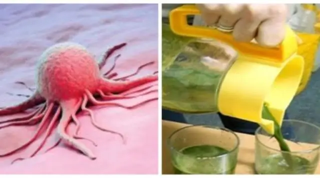 Исследование показало, что рост мух имитирует раковые клетки, создавая новый инструмент в борьбе с болезнями