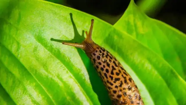 Хищник или нет? Инвазивные улитки прячутся, даже если не знают