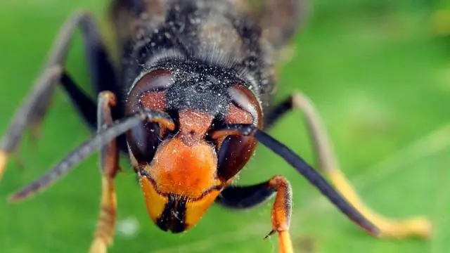 Коварная оса продвигается вперед, прокладывая туннель через голову хозяина: ученые обнаружили паразита-«хранителя склепа», который заражает другого паразита и изменяет его поведение