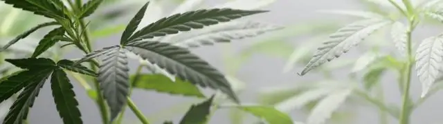 Исследования способствуют пониманию механизмов защиты от устойчивых к антибиотикам бактерий клебсиеллы