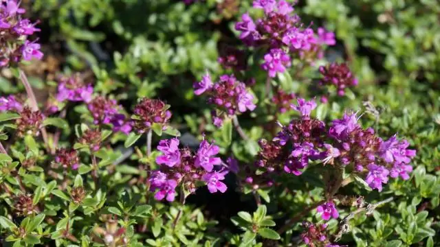 Инвазионная осока защищает дюны лучше, чем местная трава, показало исследование