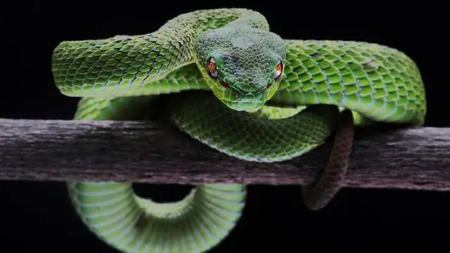 Когда речь идет о хищниках, размер имеет значение