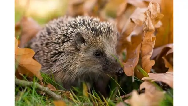 Ученые реконструируют, какой была Гибралтарская дуга 9 миллионов лет назад