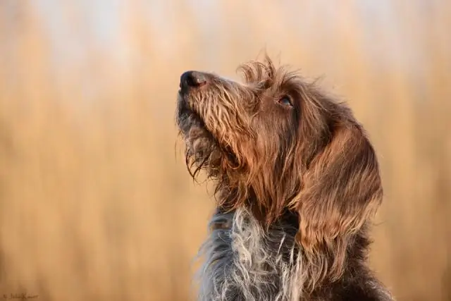 Скандинавские страны осуществляют энергетический переход, достойный подражания