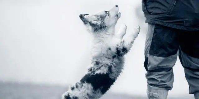 Собаки делятся едой с другими собаками даже в сложных ситуациях