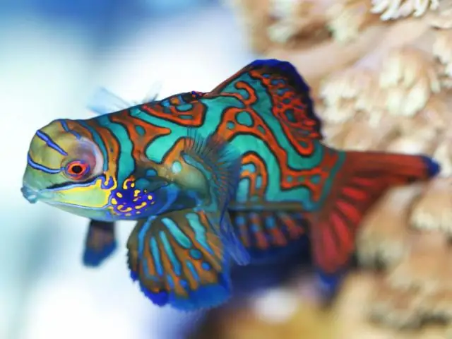 ДНК-анализ морской воды выявляет 80% видов рыб всего за один день