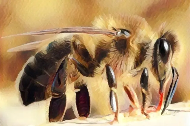 Генетика животных: бычье наследие яка