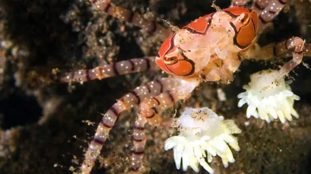 Крабы-боксеры приобретают анемоны, воруя друг у друга и разделяя их на клоны
